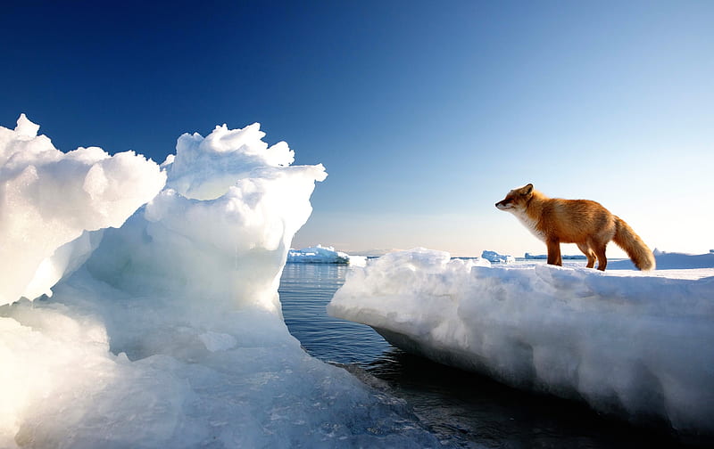 Ice iceberg fox hi-res stock photography and images - Alamy