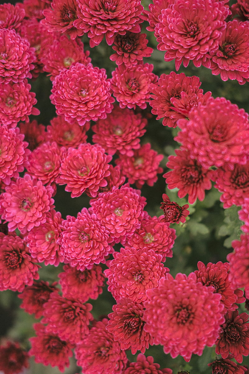 chrysanthemum, flowers, red, bloom, plant, HD phone wallpaper