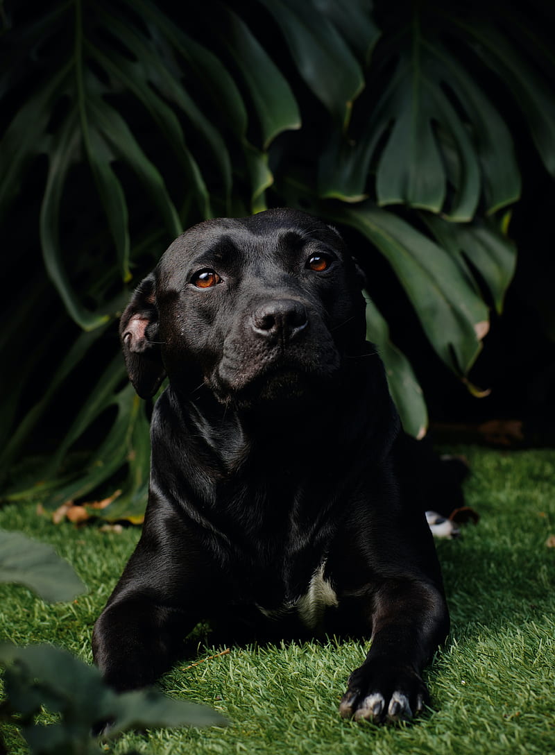 Labrador retriever, labrador, dog, pet, HD phone wallpaper | Peakpx