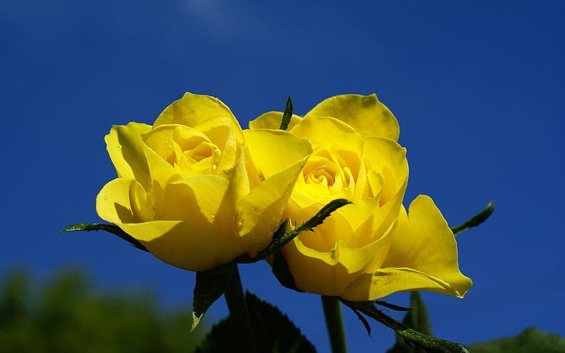 2 Yellow Roses with a Clear Blue Sky., yellow, joy, gladness, friendship, HD wallpaper