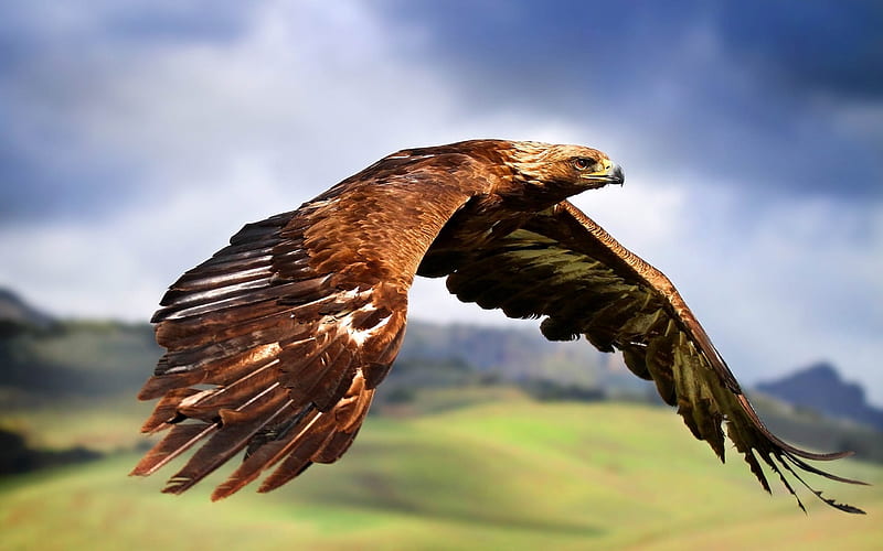 Eagle, United States, predator, brown eagle, HD wallpaper
