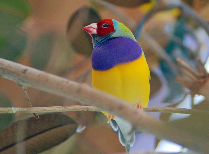 Finch, red, forest, yellow, ecosystems, animal, bird, songsters, wetlands, red-blue-yellow, blue, habitat, HD wallpaper