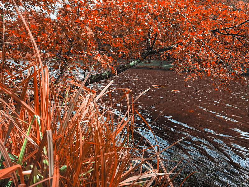 Red leaf tree beside water stream HD wallpaper Peakpx