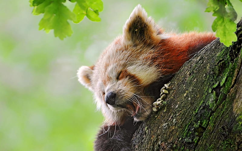 Red panda-Animal graphy, HD wallpaper