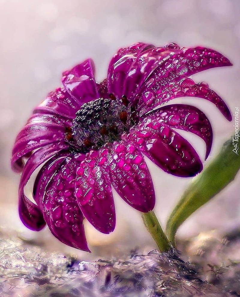 Frozen flower, bonito, daisy, flower, flowers, ice, nature, purple, sunflower, water, HD phone wallpaper