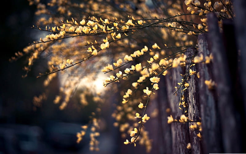 yellow tree blossom-beauty spring, HD wallpaper