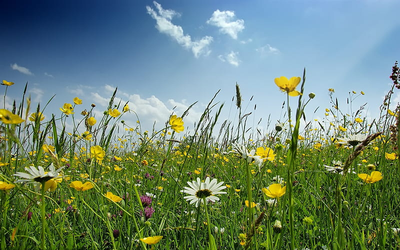 Field of Wild Flowers, pretty, green, grass, flowers, yellow, bonito, field, blue, HD wallpaper