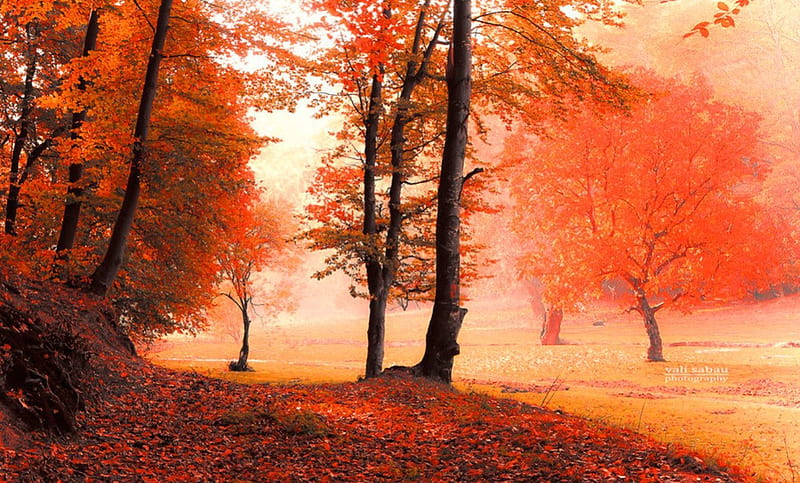 Autumn Day, forest, autumn, trees, golden, HD wallpaper | Peakpx