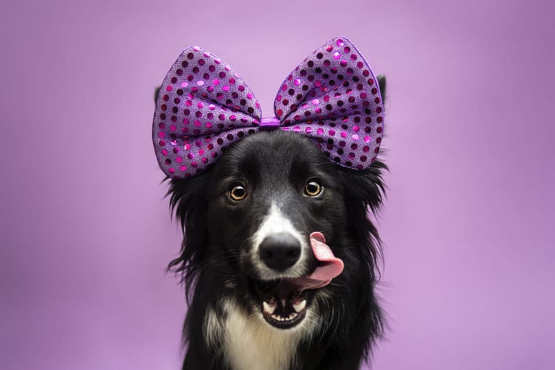 Dogs, Dog, Animal, Border Collie, Stare, Bow (Clothing), HD wallpaper