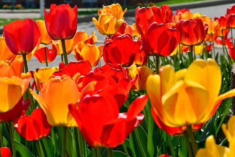 Sunny Spring Flowers, yellow tulips, red tulips, spring flowers, tulips, may flowers, HD wallpaper