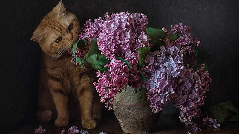 Cat Is Pulling Flowers Cat, HD wallpaper