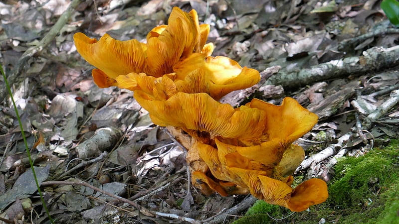 Orange Mushrooms, fungi, mushroom, mushrooms, nature, orange, woods, yellow, HD wallpaper