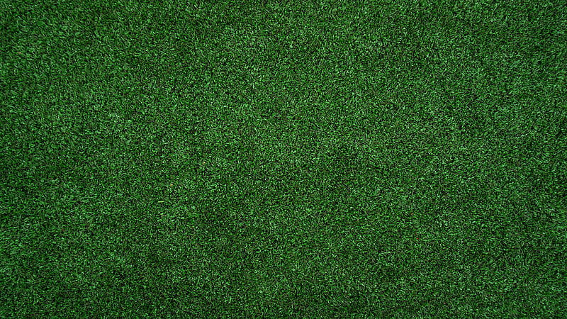 topview of grass lawn, HD wallpaper