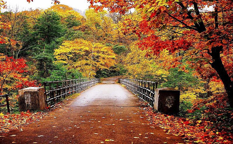 Park Bridge in Fall, colors, leaves, autumn, trees, HD wallpaper