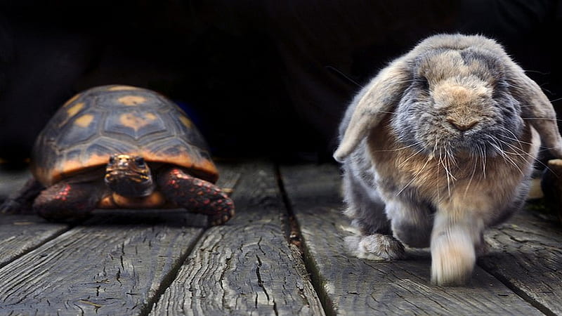 Aesop's Tale, race, slow, hare, fable, tortoise, fast, HD wallpaper