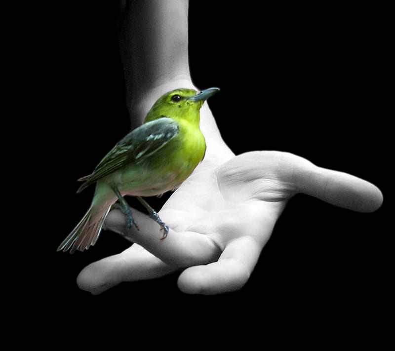 Bird In Hand , 2012, cool, cute, love, nature, new, nice, rocky, sparrow, HD wallpaper