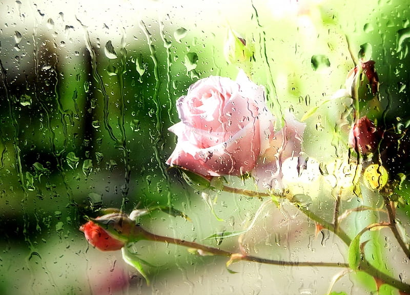 Roses in the Rain, Rose, rain, Flowers, Glass, HD wallpaper | Peakpx