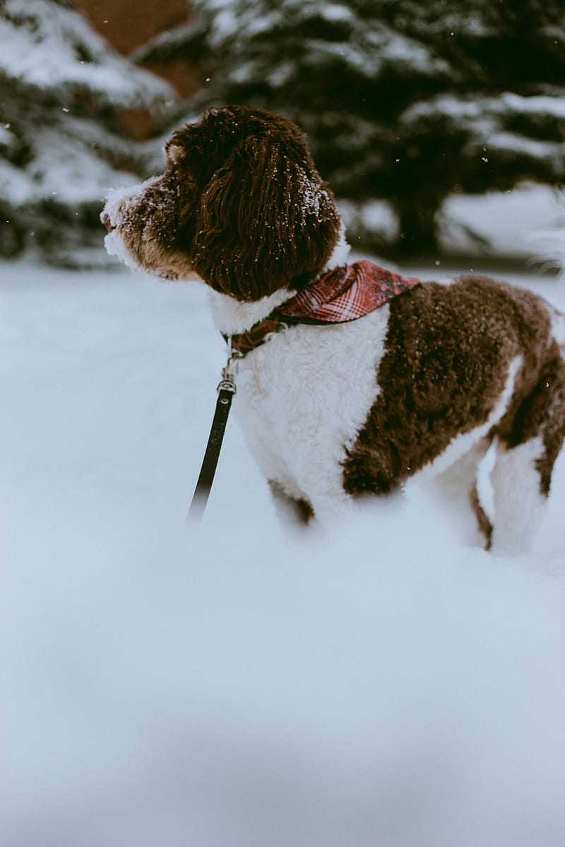dog, snow, pet, winter, walk, HD phone wallpaper