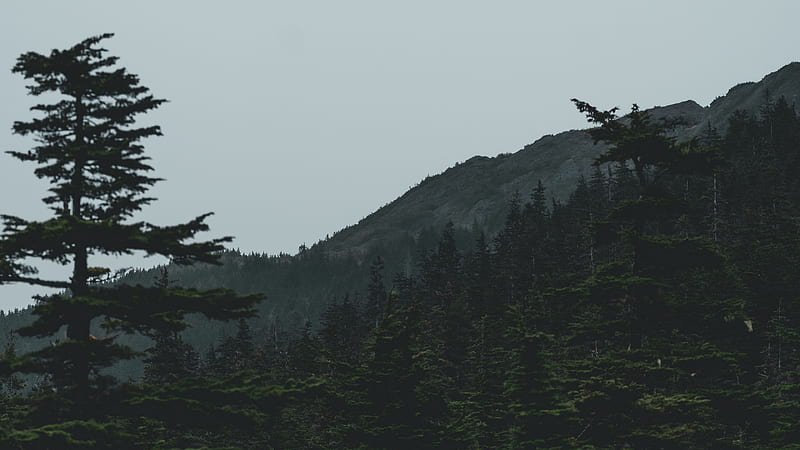 forest, mountains, trees, coniferous, dark u 16:9 background, HD wallpaper