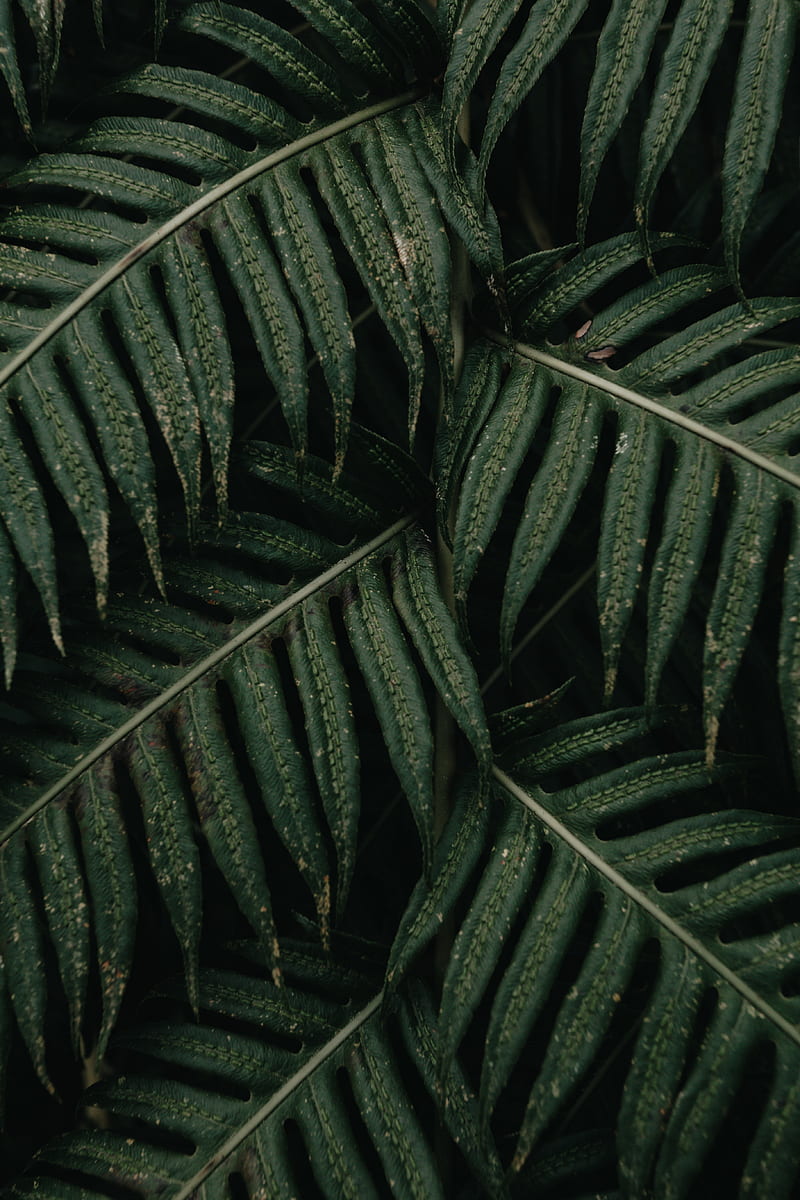 fern, leaves, plant, bush, green, macro, HD phone wallpaper