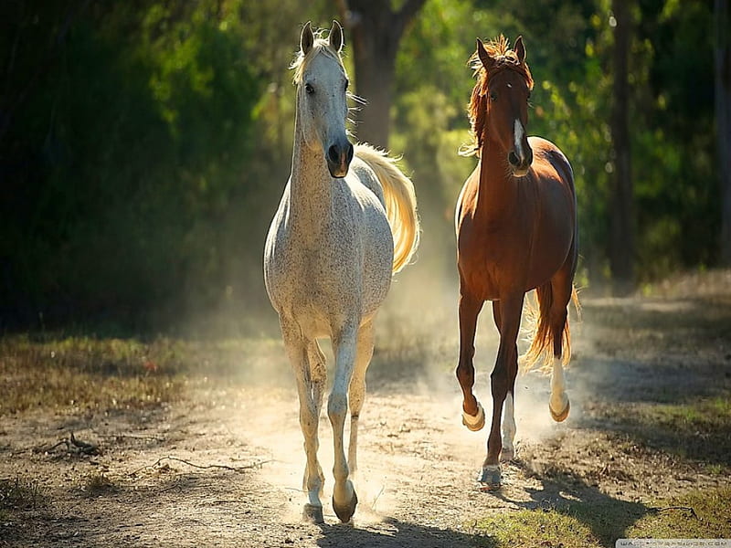 Two wild hearts, white, gallop, brown, horses, HD wallpaper