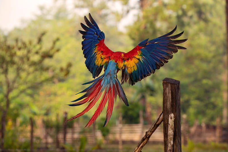 Macaw Flight Feathers, macaw, parrot, birds, HD wallpaper