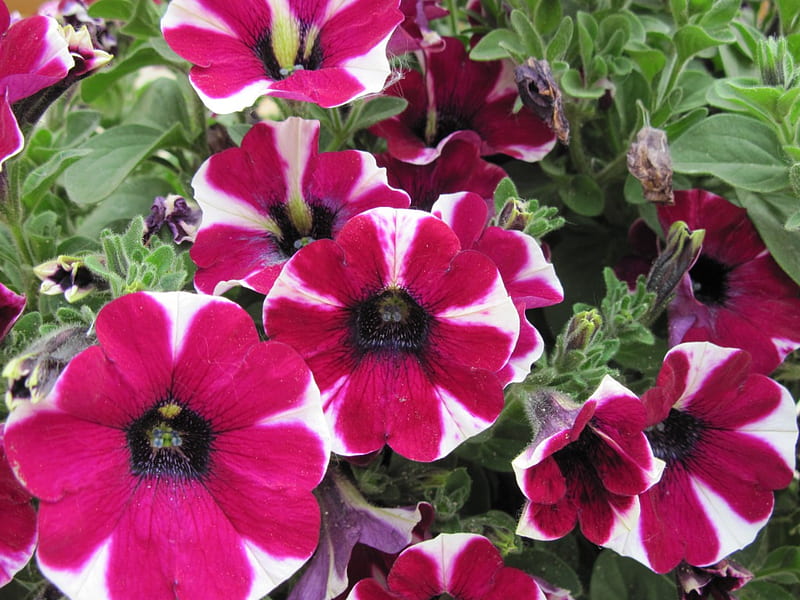 Peppermint Petunias , red, peppermint petunias, green, flowers, graphy, white, HD wallpaper