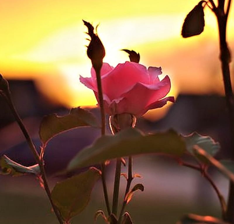 free download | Rose in the Sunset, Rose, Nature, Sunset, Flower, HD ...