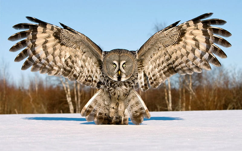 The Great Grey Owl, Owl, Snow, Animals, Birds, HD wallpaper