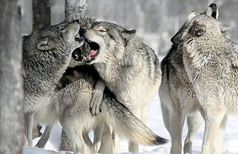 Wolfpack, snow, nature, wolf, wolves, animals, winter, pack, HD wallpaper Wolfpack, snow, nature, wolf, wolves, animals, winter, pack, HD wallpaper