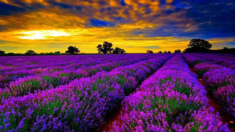 Lavender Field, nature, lavender, clouds, sky, field, HD wallpaper