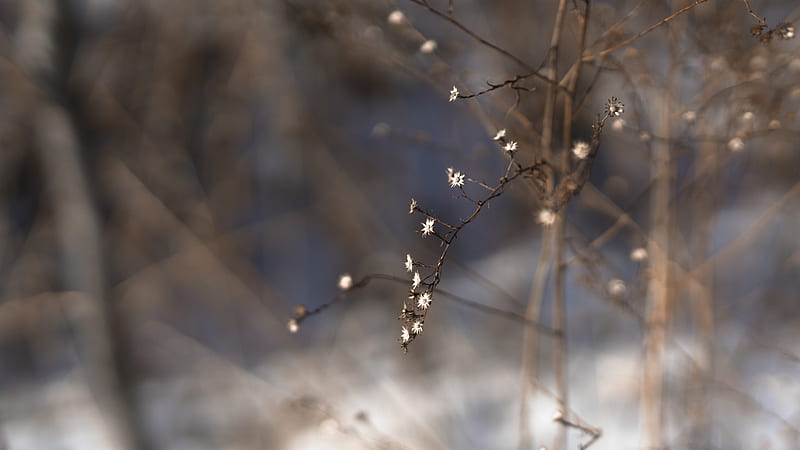 brown plant stem with snow, HD wallpaper
