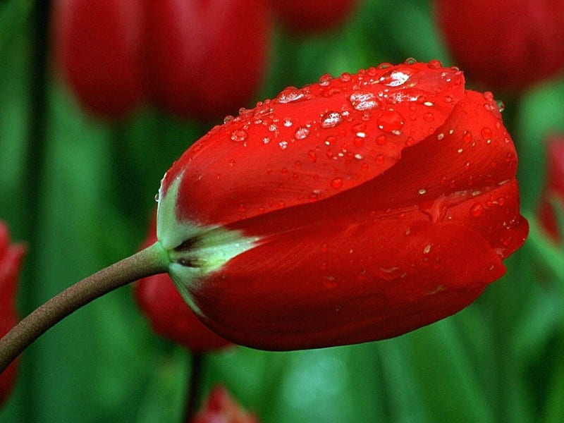 DROPLETS ON TULIP DROPLETS TULIP RED WATER HD Wallpaper Peakpx