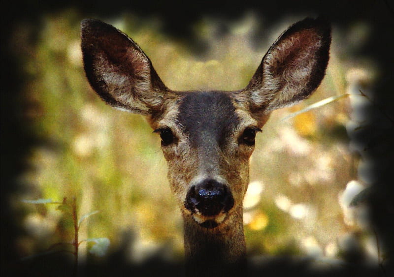 Montana Mule Deer 2, USA, Montana, deer, animal, graphy, mule deer, wide screen, wildlife, HD wallpaper