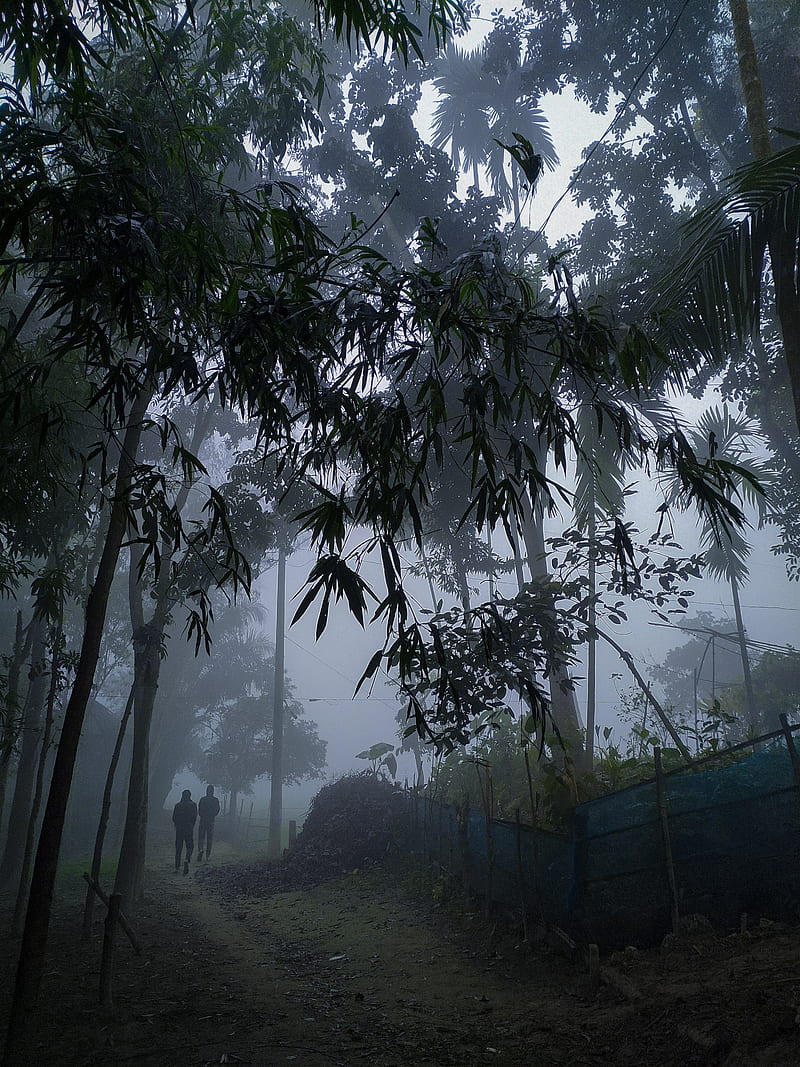 Foggy morning , dark, deep, fog, new, plant, village, way, HD phone wallpaper