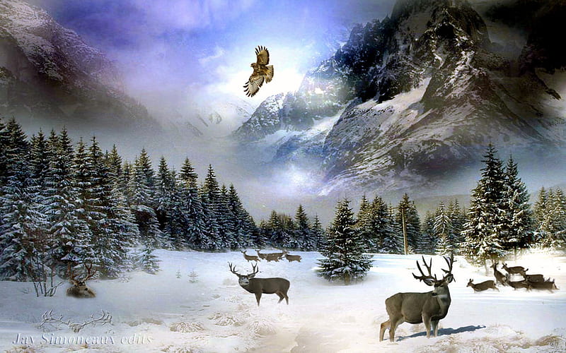 Mule Deer Country, bonito, snow, cold, deer, HD wallpaper