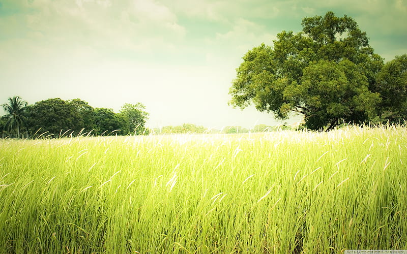 summer field, cloud, grass, wind, tree, green, summer, hot, peaceful, field, HD wallpaper