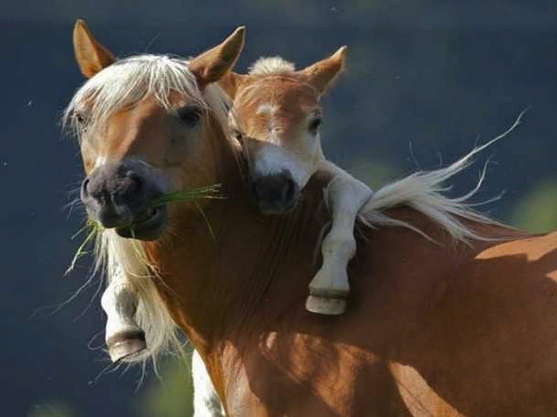 Little Pony Loves its Mama!, colt, foal, piggy back, horse, mother, baby, sweet, cute, hug, ride, pony, mare, HD wallpaper
