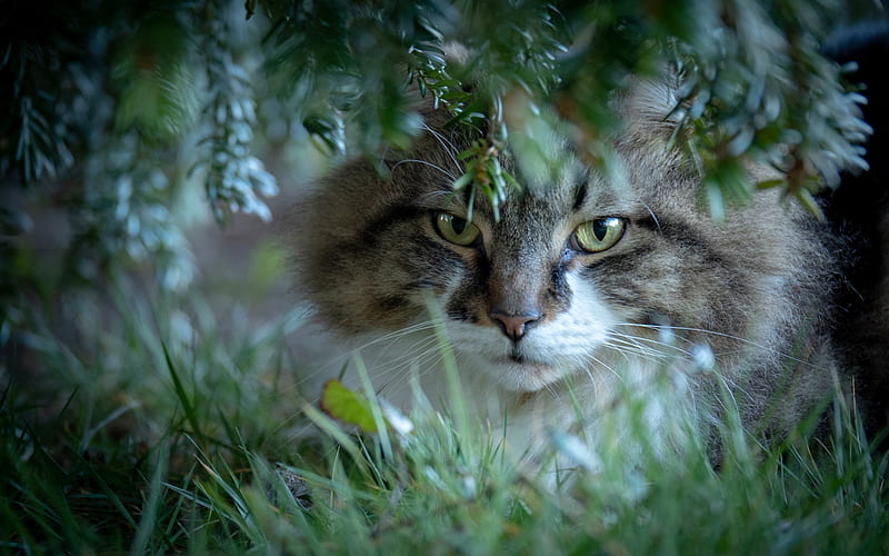 Norwegian Forest Cat, forest, wildlife, cats, green leaves, trees, HD wallpaper