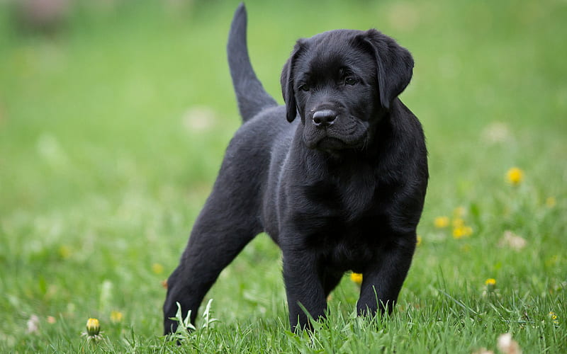 Labrador retriever, black little puppy, green grass, pets, dogs, black  labrador, HD wallpaper | Peakpx