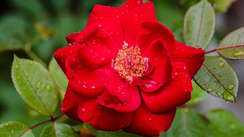 Raindrops On Red Rose Flower With Leaves Flowers, HD wallpaper