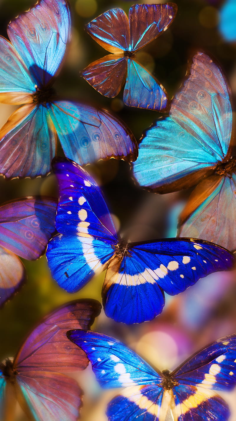 Butterflies, beauty nature, colorful, g6, s7, s8, HD phone wallpaper