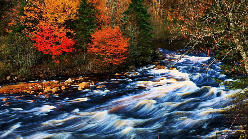 fast moving creek in autumn, forest, rocks, autumn, rapids, creek, HD wallpaper