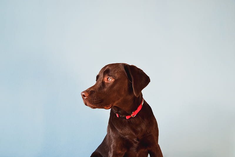 brown labrador puppy, HD wallpaper
