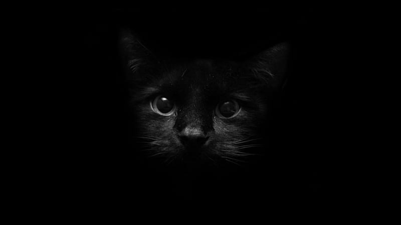 DARK AS NIGHT, felines, black, pets, eyes, black cats, cats, animals, HD wallpaper