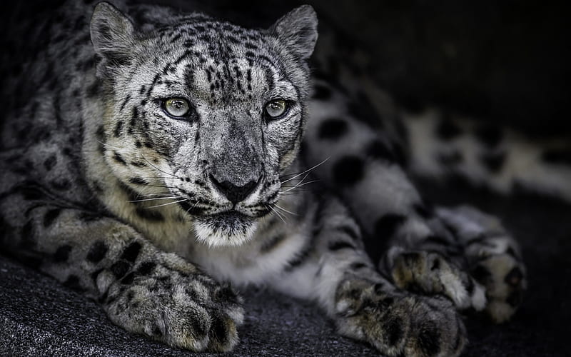 Irbis, snow leopard, white panther, predator, dangerous animals, wildlife, snow, winter, HD wallpaper