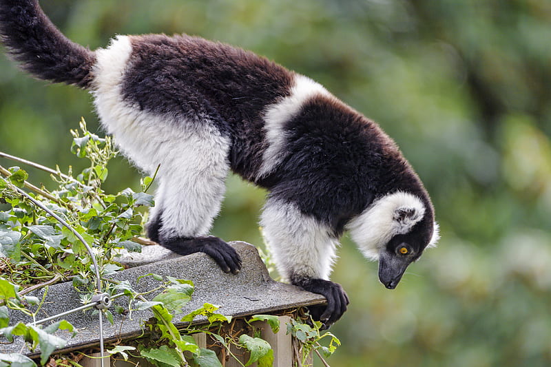 lemur, animal, profile, glance, HD wallpaper