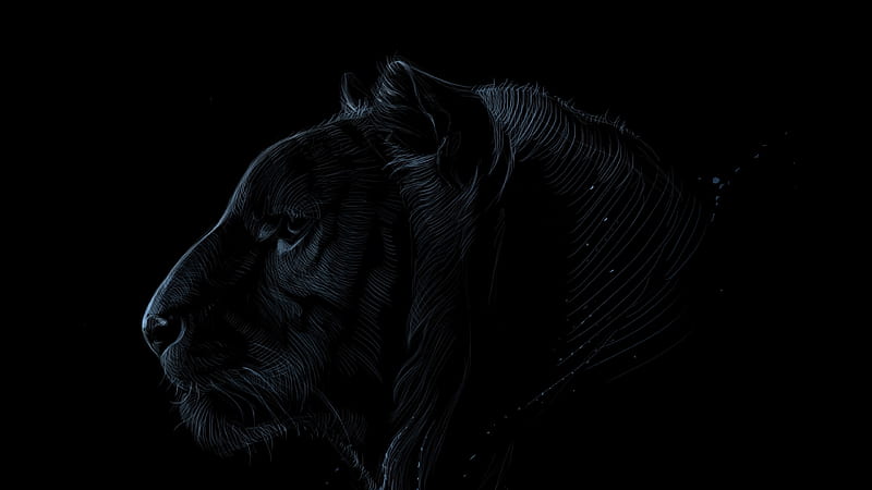 Black tiger, profile, luminos, sandra, black, tiger, panther, salamandras,  sandrasalamandras, HD wallpaper | Peakpx