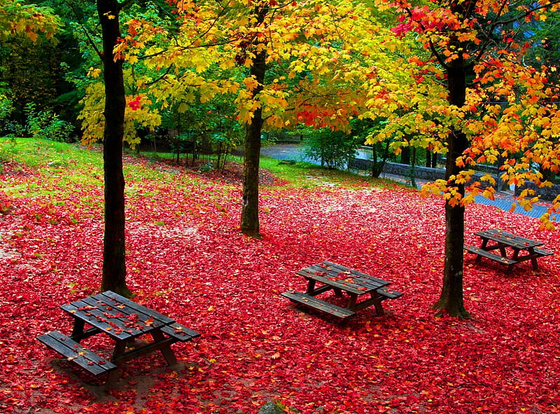 Picnic Tables in Autumn Park, table, tree, nature, Park, HD wallpaper