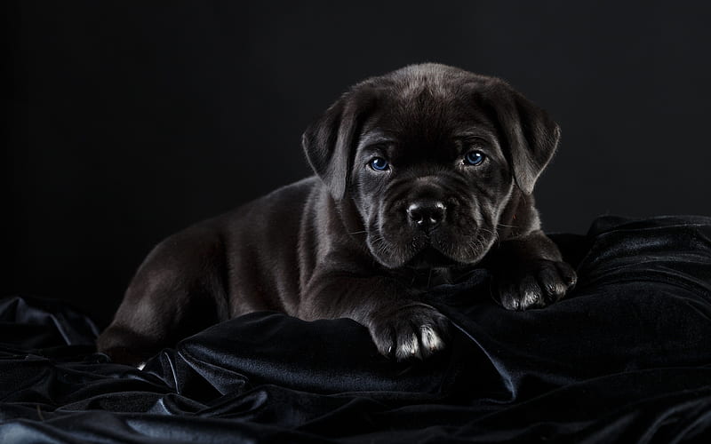 Cane Corso, close-up, pets, puppy, black Cane Corso, cute animals, dogs, HD wallpaper